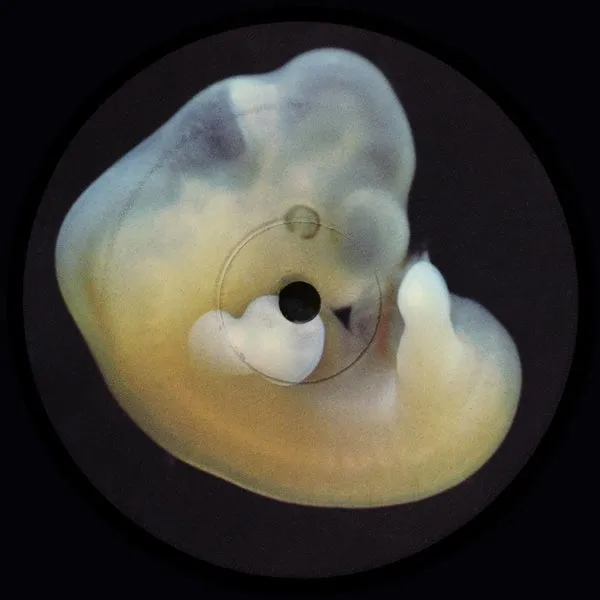 Bergqvist - Earth Creatures [Aniara Recordings]