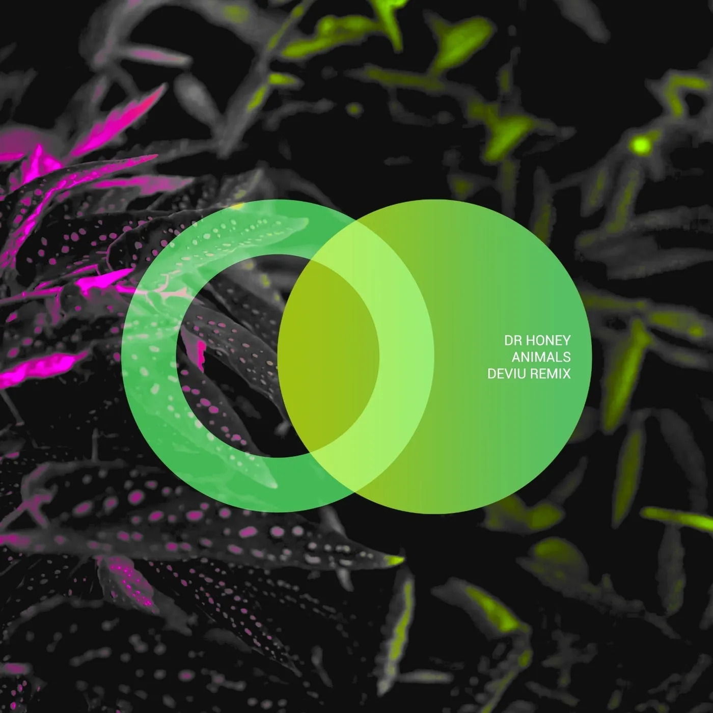 Dr Honey – Animals