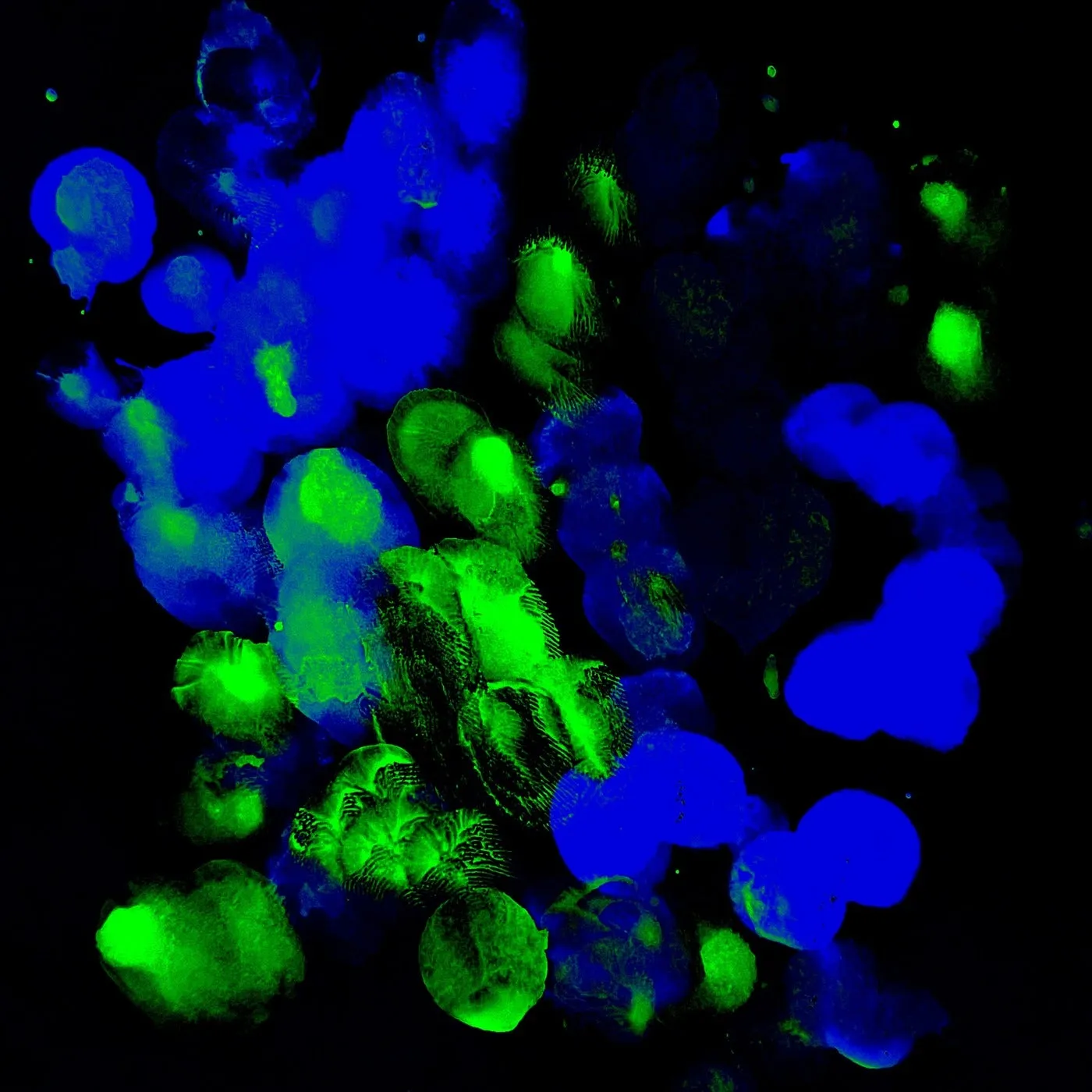 Niconé – PSYCHODYSKO