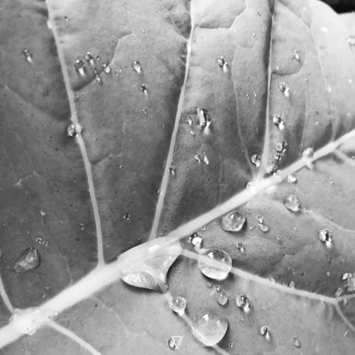 Amarno, Mauro Masi - Face Four [7V132]