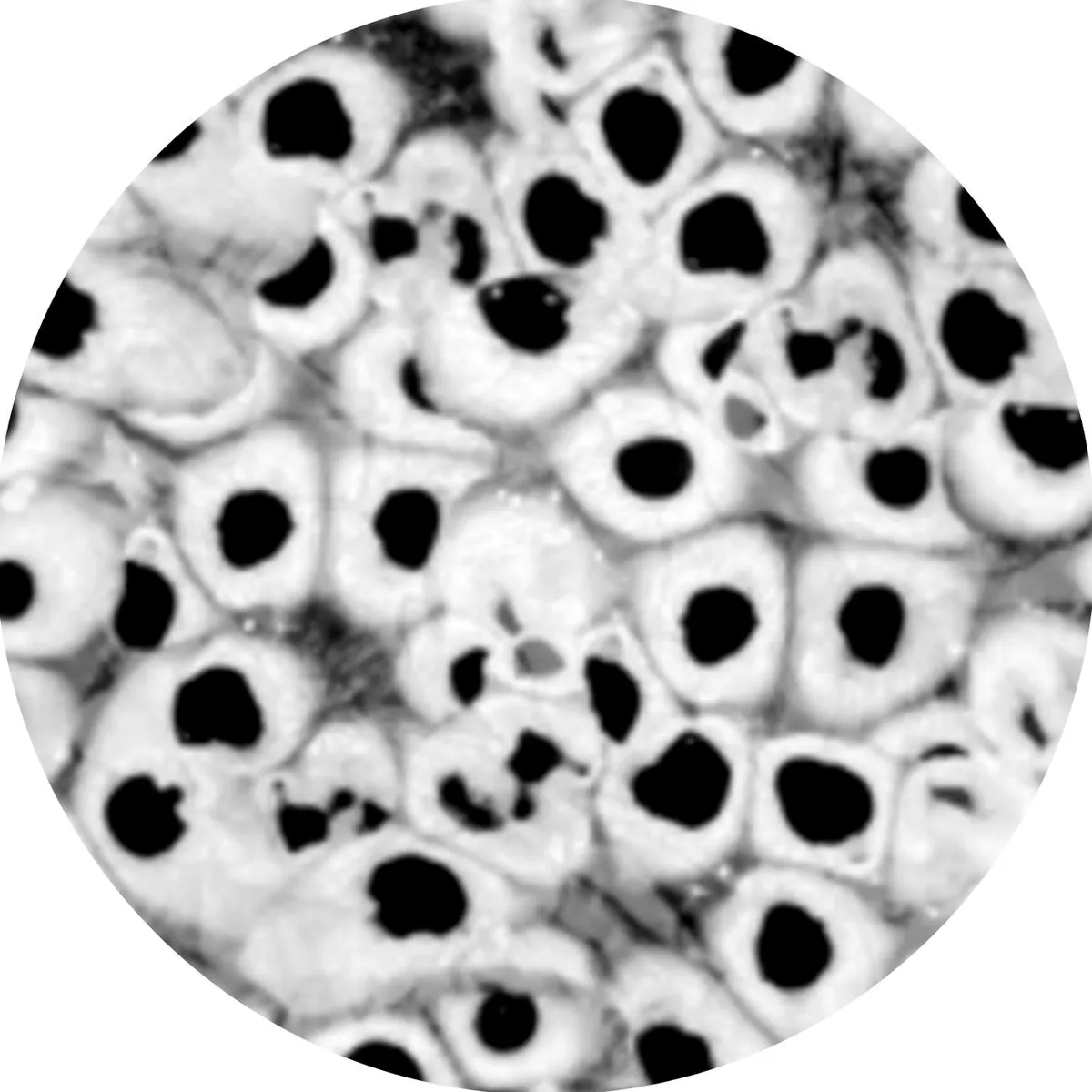 MUUI – Fragile Dystopia [HERENOW61]