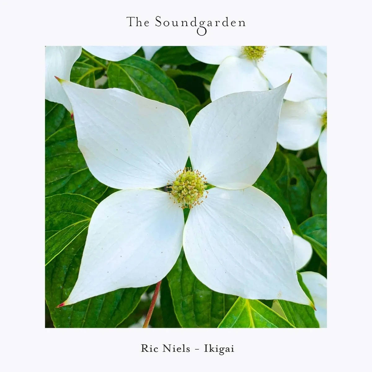 Ric Niels – Ikigai [SG065]