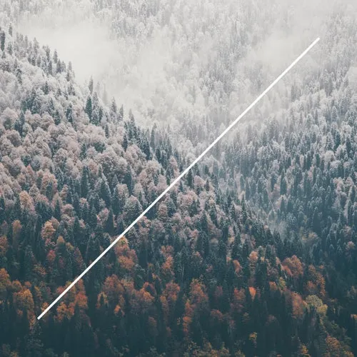 Silence Path – Sunlight Trees : Frequency Dawn [LOOTREC041]