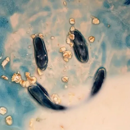 Andhim – Dance Again [SF019]