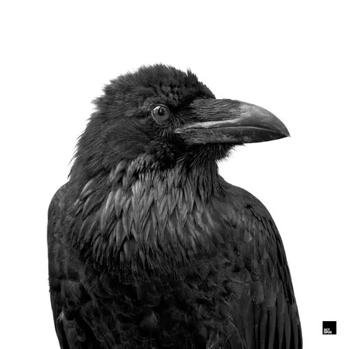 Rafael Cerato, ID ID - Panic Ignition [OCT243]