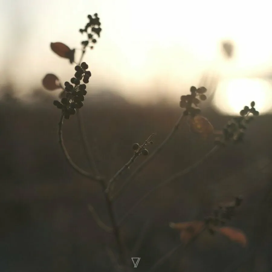 lycoriscoris - In the Stream [7V141]