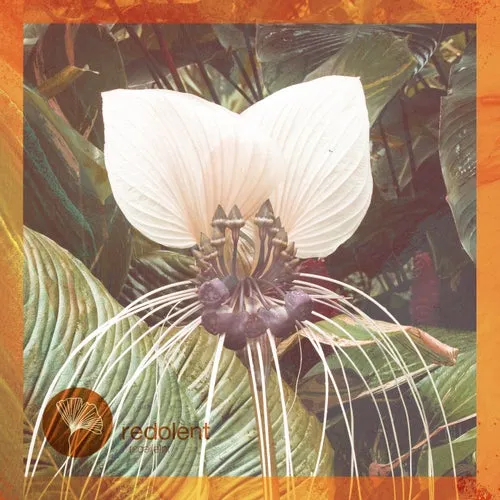 Daniel Rateuke - Wonim [RDT032DW]