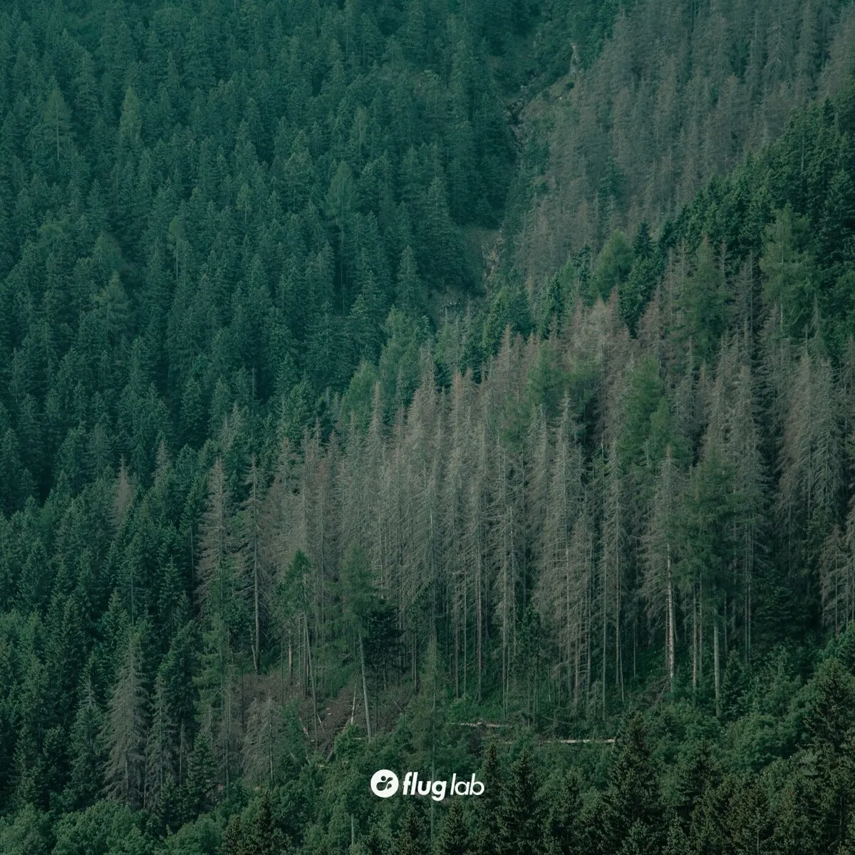 Greenage – Savaya [FLAB60]