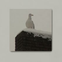 Kostiya - White Bird [01]