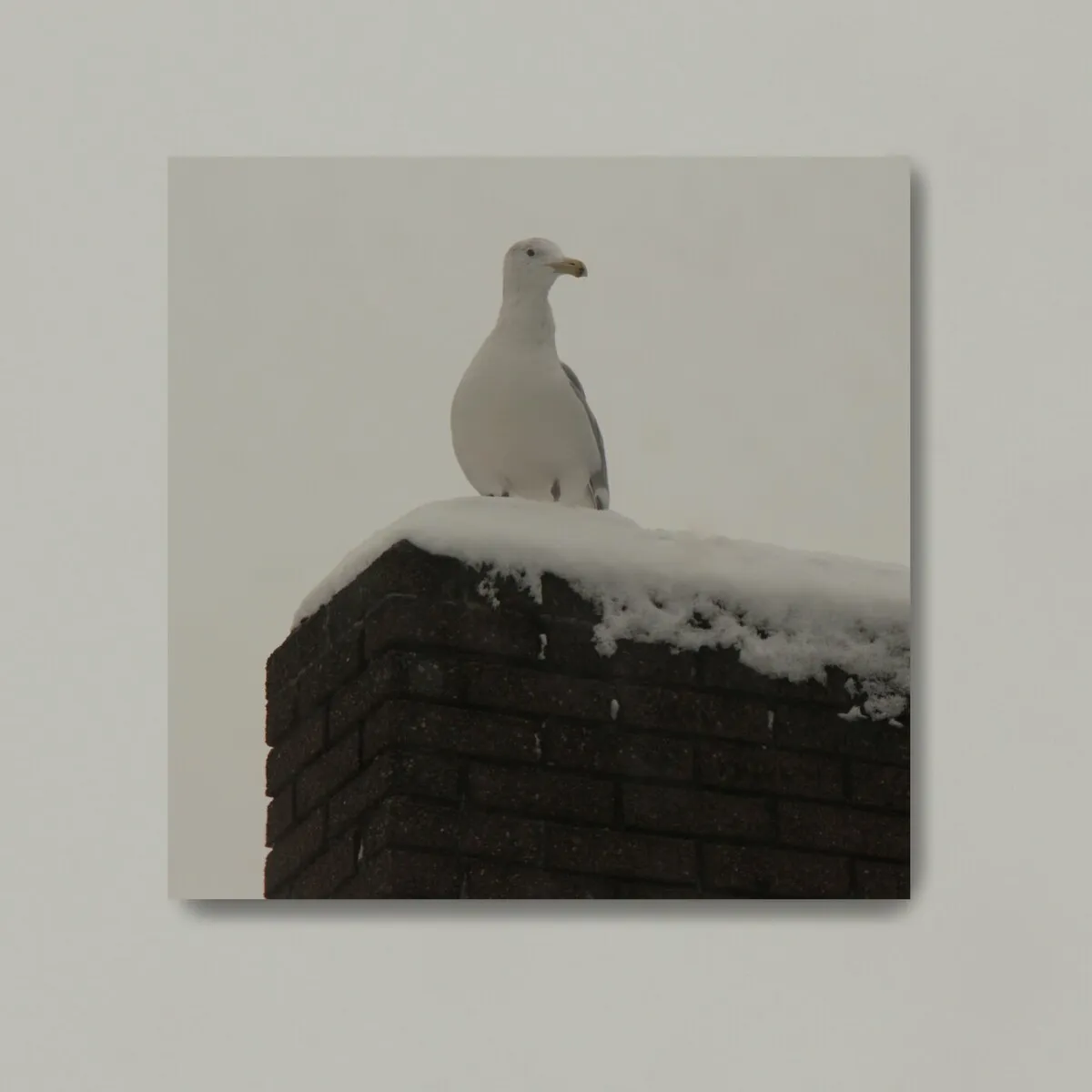 Kostiya - White Bird [01]