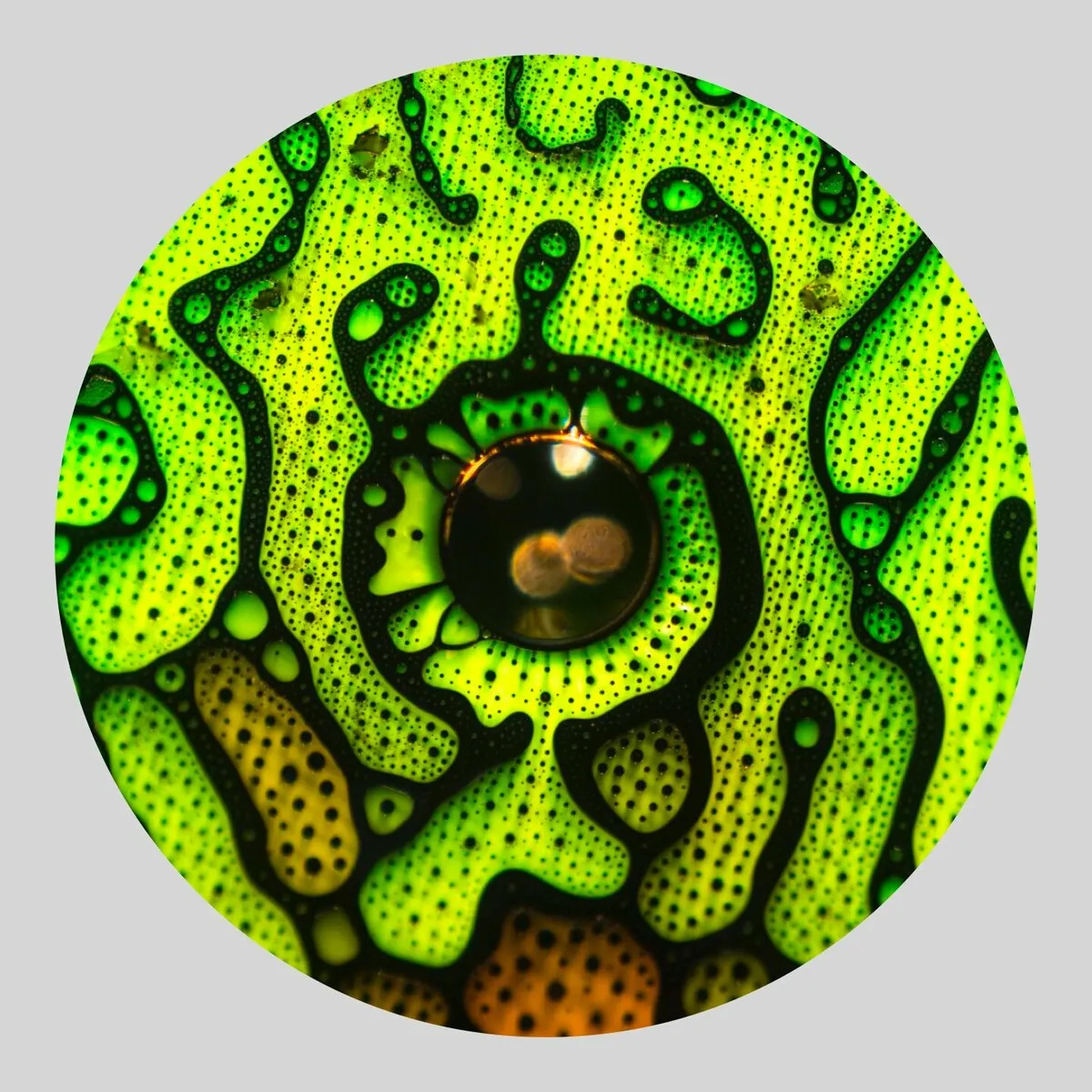 NTFO – Above [SNTP092]