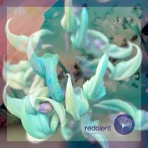 La Santa Music - Kalima [Redolent]