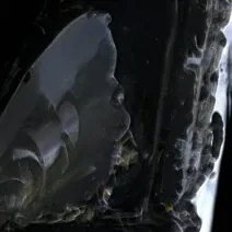 Kiko, Panthera - Burnout 2 [Correspondant Records]