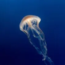 Alan Dixon, Mystery Affair - NRGY [Correspondant Records]