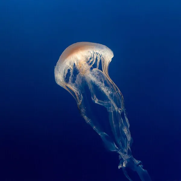 Alan Dixon, Mystery Affair - NRGY [Correspondant Records]