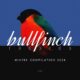 Various Artists - Bullfinch Winter 2024 Compilation [Bullfinch]