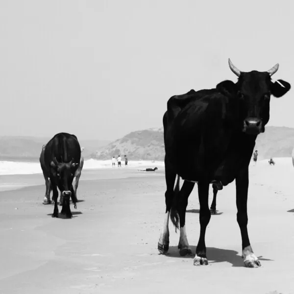 Juri Heidemann - Guran EP [Pengan Records]