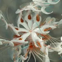 Cassian - Dun Dun [Afterlife Records]