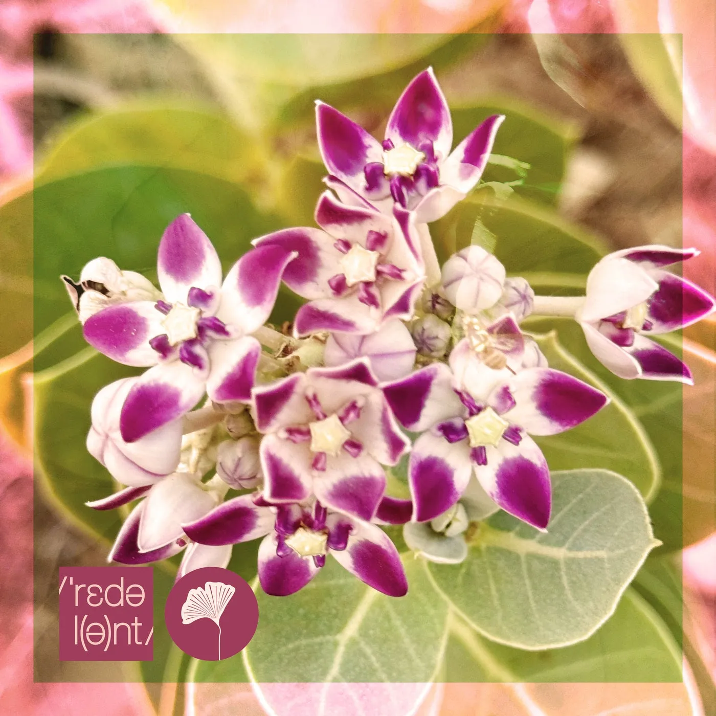 Dean Mickoski, Mavhungu, Da Le (Havana) - Khumbelo [REDOLENT]