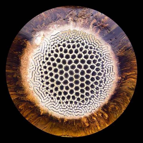 NTFO, ICS - Oxico [Sintope Digital]