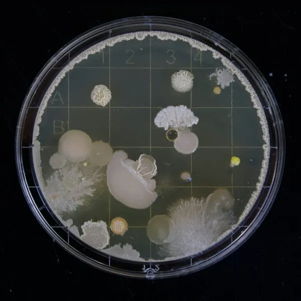 Essco – Sleeper Cell cover
