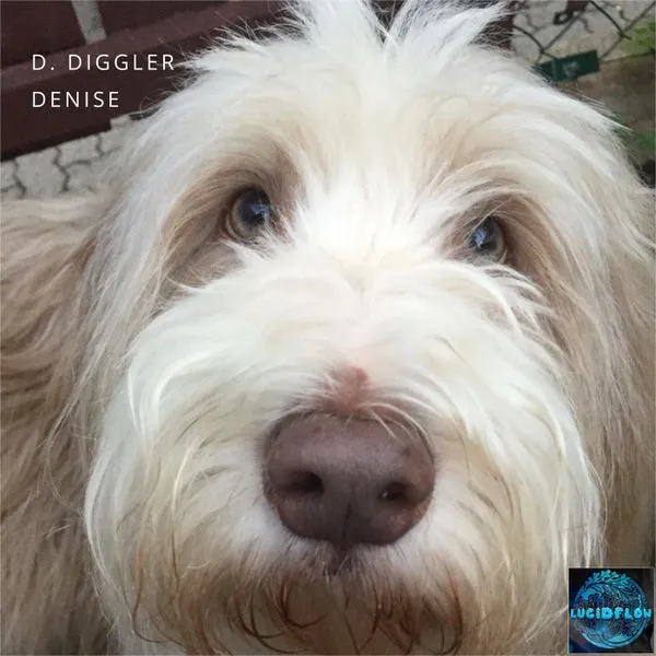 D. Diggler – Denise cover