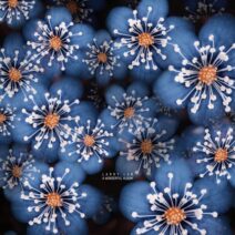 Larry Lan - A Wonderful Album [Cadenza]