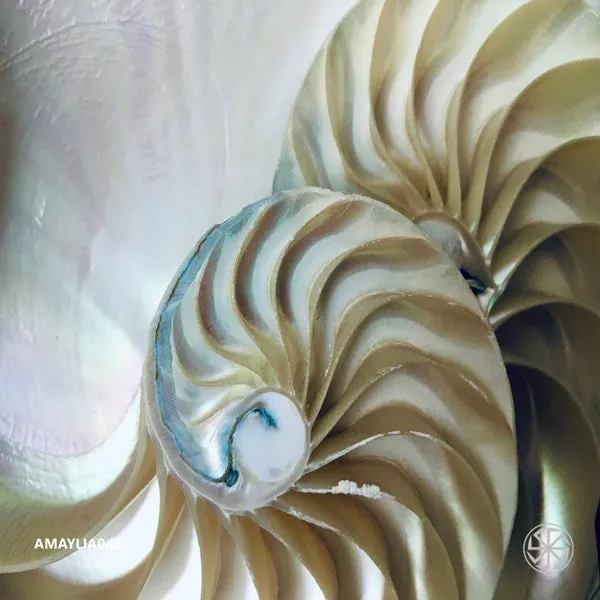 AMAYLIA – Amaylia043 cover