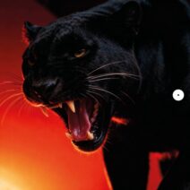 DONT BLINK - NATURAL SELECTION [Stil Vor Talent]