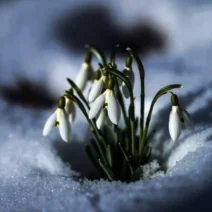 Bode V - UFO [Bode V Music]