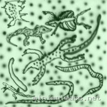 Vesu’s, Kristo’s, Georg Marander – List Of Lizards IV cover